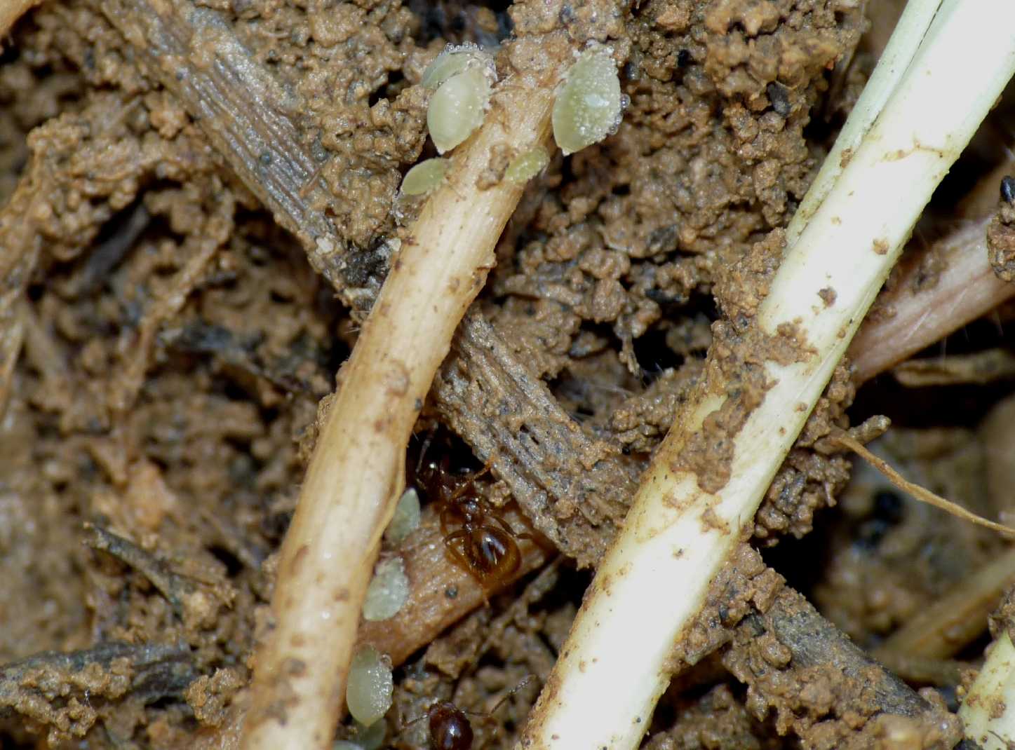 Forda formicaria, ospite formiche Aphaenogaster subterranea